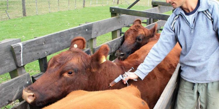 Senacsa defiende debate sobre suspensión de la vacunación contra la fiebre aftosa