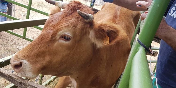 Senacsa confirma casos de tuberculosis bovina en el Chaco y refuerza controles sanitarios