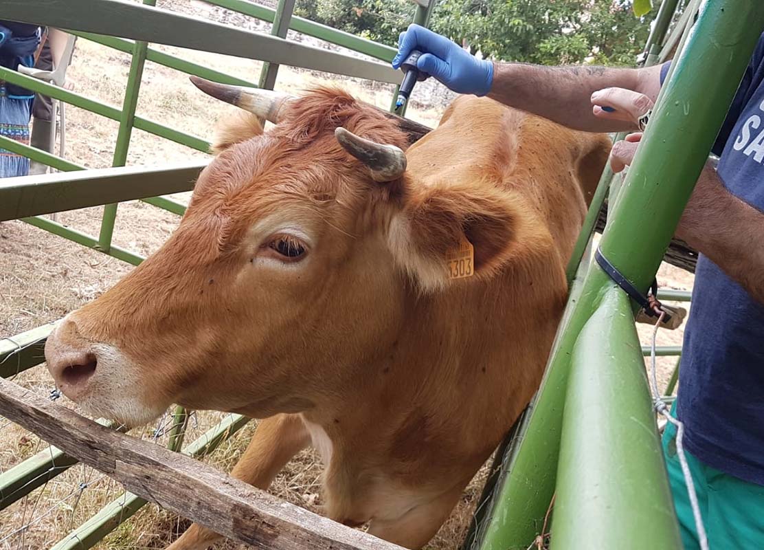 Senacsa confirma casos de tuberculosis bovina en el Chaco y refuerza controles sanitarios