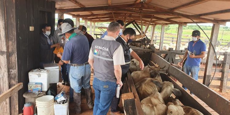 SENACSA intensifica campaña nacional contra la brucelosis bovina