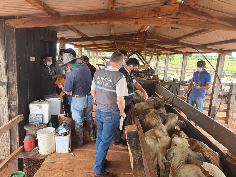 SENACSA intensifica campaña nacional contra la brucelosis bovina