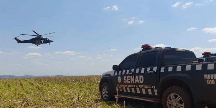 Operación “Nueva Alianza 52” elimina 589 toneladas de marihuana en seis días