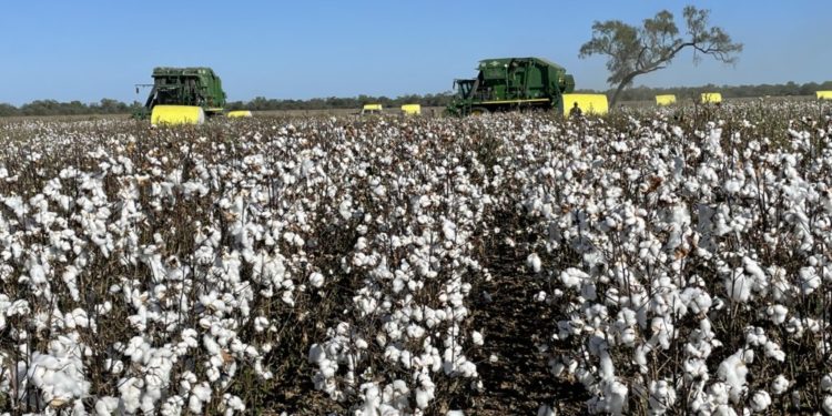 Cosecha de algodón en el Chaco: SENAVE refuerza controles para prevenir plagas