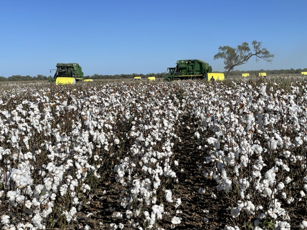 Cosecha de algodón en el Chaco: SENAVE refuerza controles para prevenir plagas