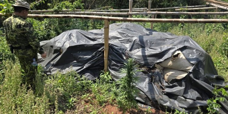 Operativo interinstitucional en San Pedro destruye más de 24.000 kilos de marihuana y causa perjuicio de USD 3,7 millones al narcotráfico Operativo interinstitucional en San Pedro destruye más de 24.000 kilos de marihuana y causa perjuicio de USD 3,7 millones al narcotráfico