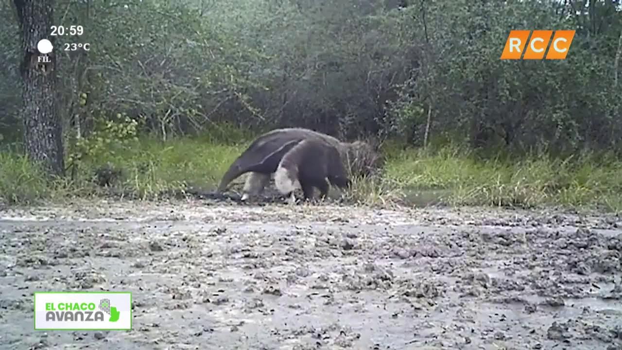 Video: El ChacoAvanza | Cooperativa Chortitzer – Maiko Doerksen