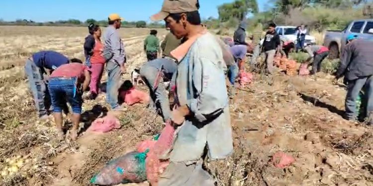 Trabajo que alimenta: la cosecha de cebolla, sustento de decenas de familias indígenas en el Chaco Trabajo que alimenta: la cosecha de cebolla, sustento de decenas de familias indígenas en el Chaco