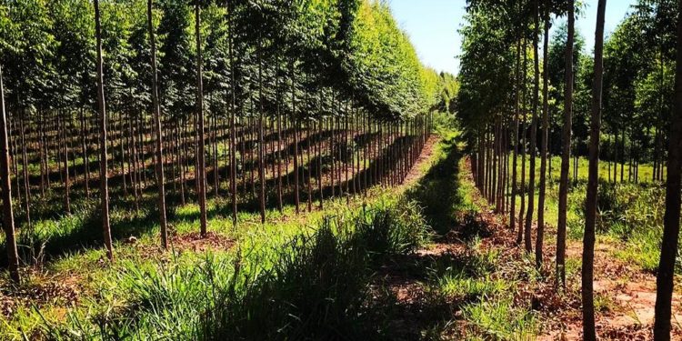 Sorprendente: El 57% del consumo energético industrial aún depende de la leña, según Minas y Energía