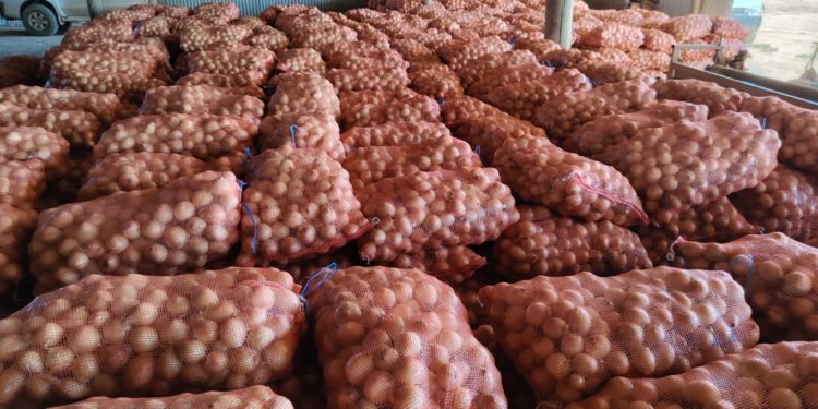 Senador Penner exige al Gobierno reparar el daño a productor chaqueño de cebolla Senador Penner exige al Gobierno reparar el daño a productor chaqueño de cebolla