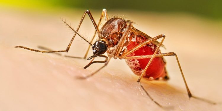 Paraguay recibirá primer lote de vacunas contra el dengue antes de fin de año