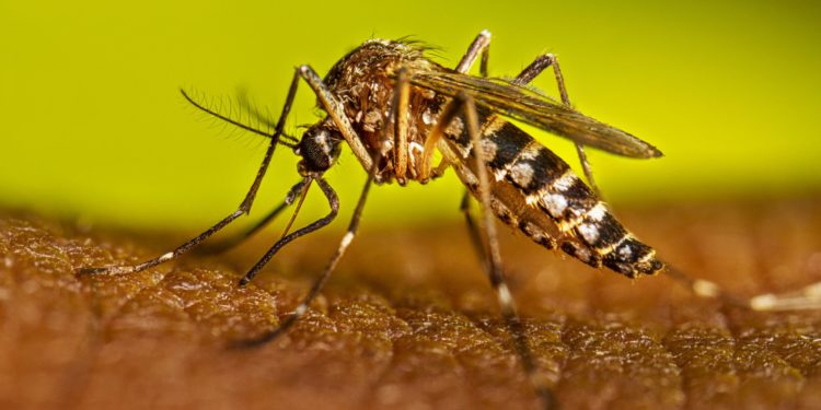 Brasil inaugura una «súper fábrica de mosquitos»