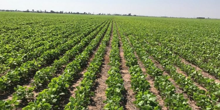 FAO premió a la Chortitzer por demostrar al mundo que se puede producir cuidando el suelo del Chaco