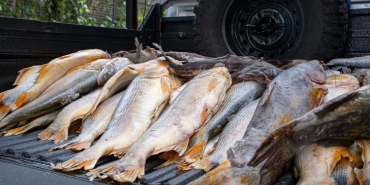 MADES decomisa pescados comercializados de forma ilegal en plena veda pesquera MADES decomisa pescados comercializados de forma ilegal en plena veda pesquera