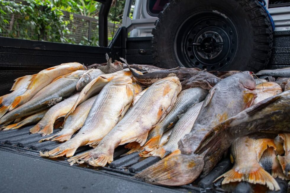 MADES decomisa pescados comercializados de forma ilegal en plena veda pesquera