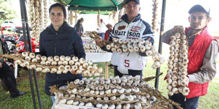Ministerio de Agricultura intensifica apoyo técnico a productores de ajo de todo el país Ministerio de Agricultura intensifica apoyo técnico a productores de ajo de todo el país