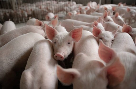 Sector porcino proyecta más de USD 500 millones en inversiones y posiciona al Paraguay como nuevo polo de proteína animal Sector porcino proyecta más de USD 500 millones en inversiones y posiciona al Paraguay como nuevo polo de proteína animal
