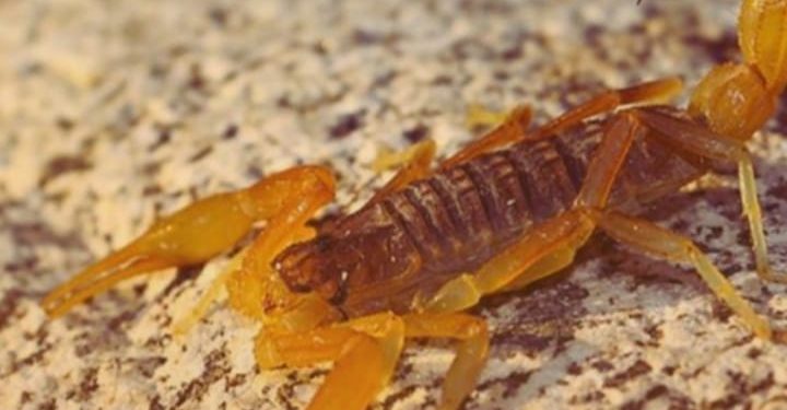 Alacranes: ¿qué hacer si aparece en la casa?