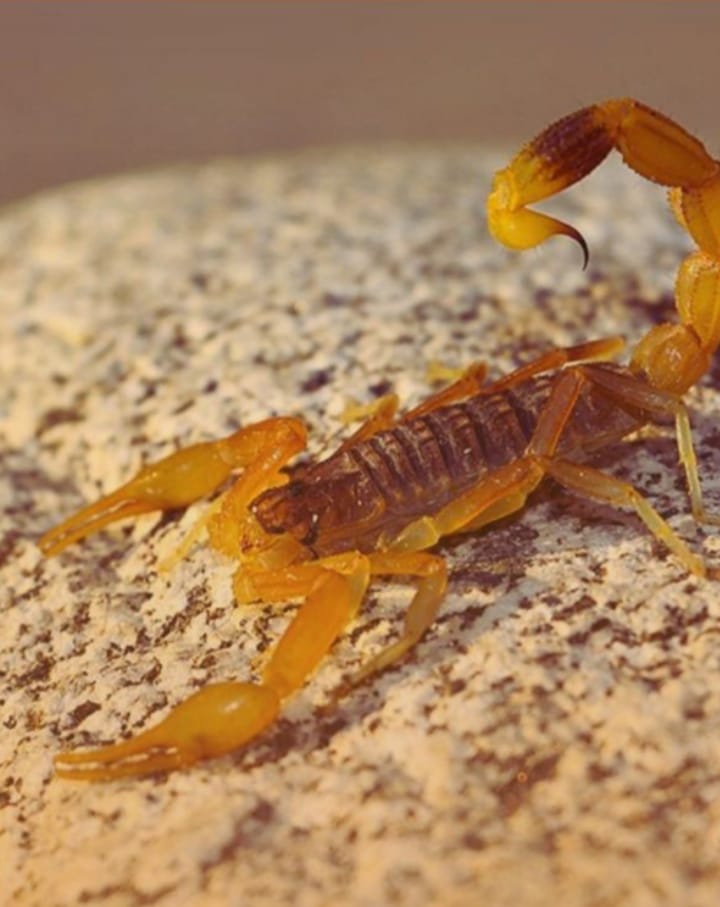 Alacranes: ¿qué hacer si aparece en la casa?