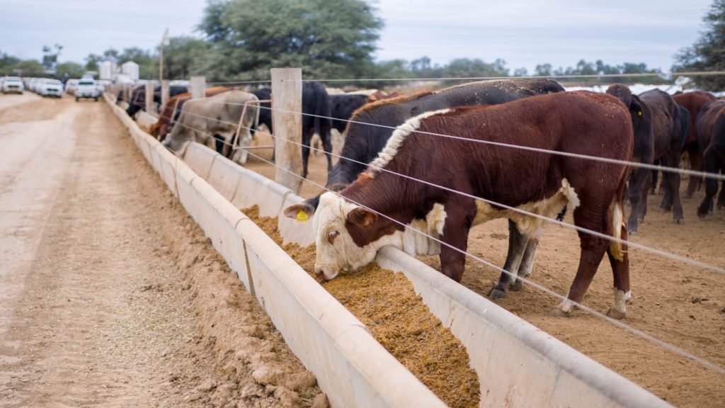 SENACSA organiza seminario magistral sobre innovadora biotecnología de reproducción bovina SENACSA organiza seminario magistral sobre innovadora biotecnología de reproducción bovina