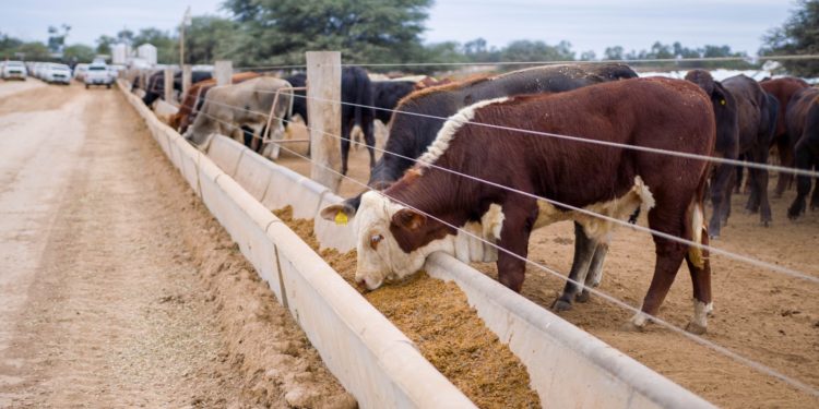 SENACSA organiza seminario magistral sobre innovadora biotecnología de reproducción bovina SENACSA organiza seminario magistral sobre innovadora biotecnología de reproducción bovina