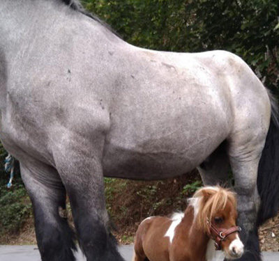 Encuentran al caballo más pequeño del mundo