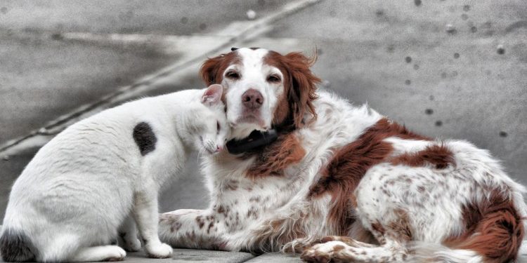Las mascotas tendrán su hospital Las mascotas tendrán su hospital