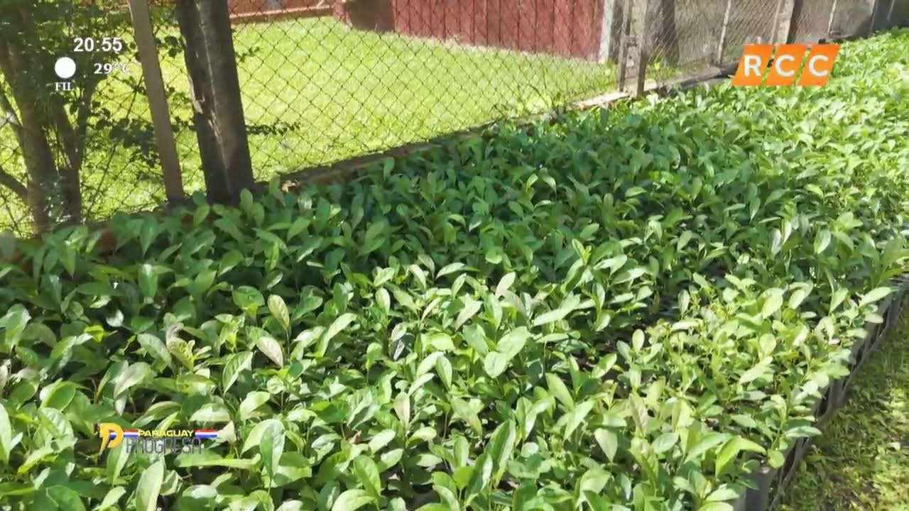 Video: Paraguay progresa | Yerba Mate Pajarito
