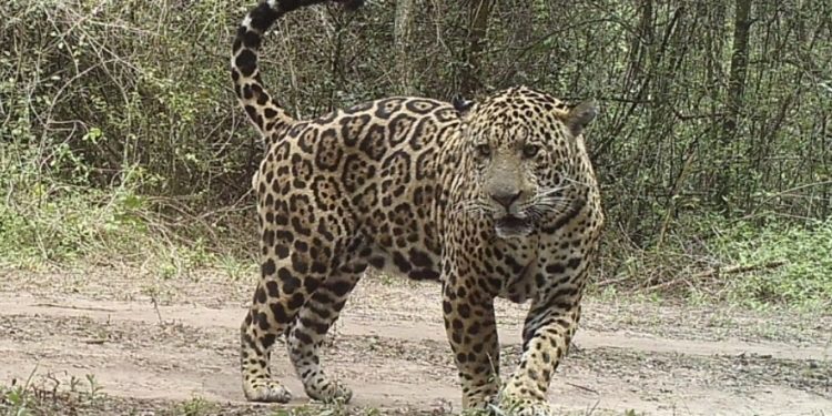 Proyecto «Ñande Chaco» define hoja de ruta para la coexistencia sostenible y la conservación del Jaguar Proyecto «Ñande Chaco» define hoja de ruta para la coexistencia sostenible y la conservación del Jaguar