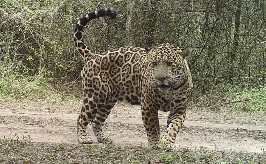 Proyecto «Ñande Chaco» define hoja de ruta para la coexistencia sostenible y la conservación del Jaguar Proyecto «Ñande Chaco» define hoja de ruta para la coexistencia sostenible y la conservación del Jaguar