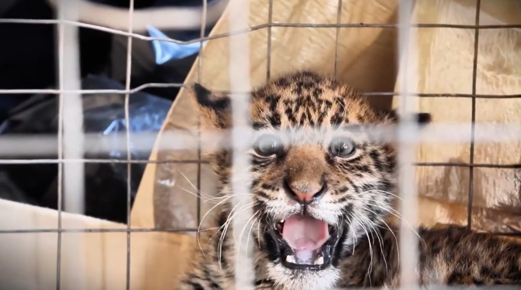 Jaguareté deja el Chaco y comienza una nueva etapa de recuperación en ITAIPU Jaguareté deja el Chaco y comienza una nueva etapa de recuperación en ITAIPU