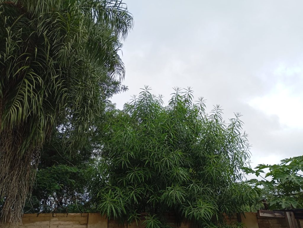 Martes de inestabilidad: Persisten las lluvias y el ambiente húmedo en todo el territorio Martes de inestabilidad: Persisten las lluvias y el ambiente húmedo en todo el territorio