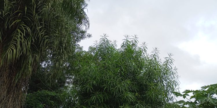 Martes de inestabilidad: Persisten las lluvias y el ambiente húmedo en todo el territorio