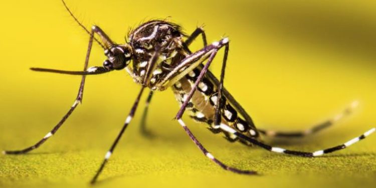 Fiebre amarilla: un dato muy importante para los viajeros