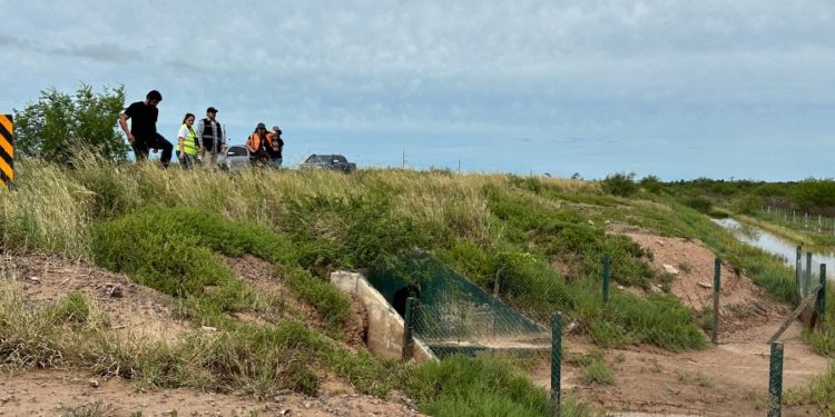 Detectan indicios de uso de pasos de fauna en el Chaco Detectan indicios de uso de pasos de fauna en el Chaco