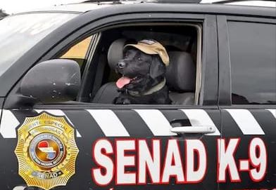 Un merecido reconocimiento: galardonaron a «Rocky»