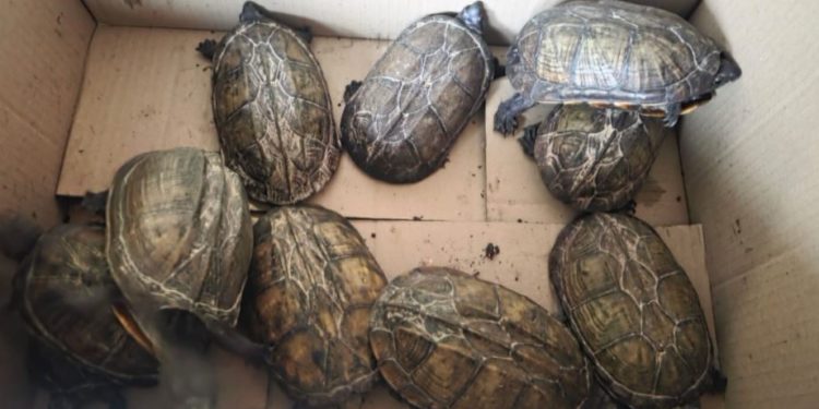 Brasileño fue detenido en Filadelfia, por un insólito motivo