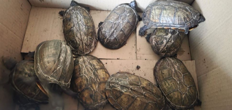 Brasileño fue detenido en Filadelfia, por un insólito motivo Brasileño fue detenido en Filadelfia, por un insólito motivo