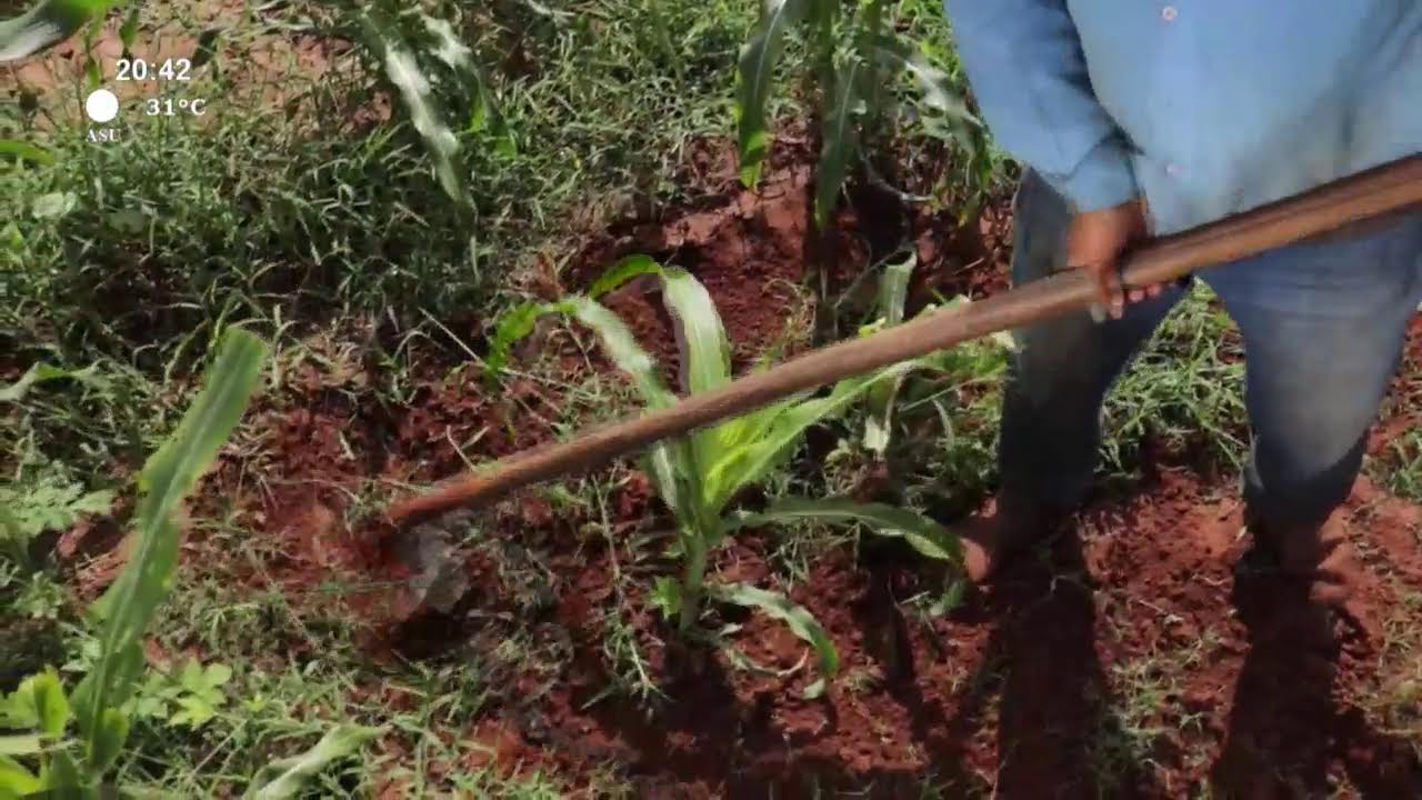 Video: Camino al desarrollo | La importancia de profundizar en el significado de las ideas