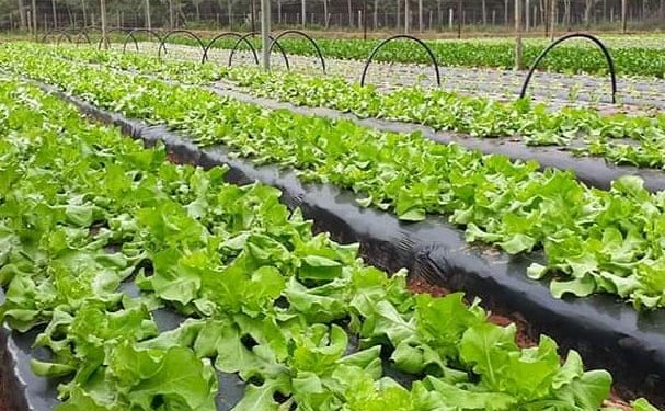 Proveedores de Hambre Cero buscan que Alto Paraguay produzca sus propios alimentos