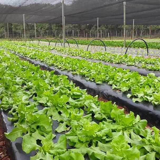 Proveedores de Hambre Cero buscan que Alto Paraguay produzca sus propios alimentos