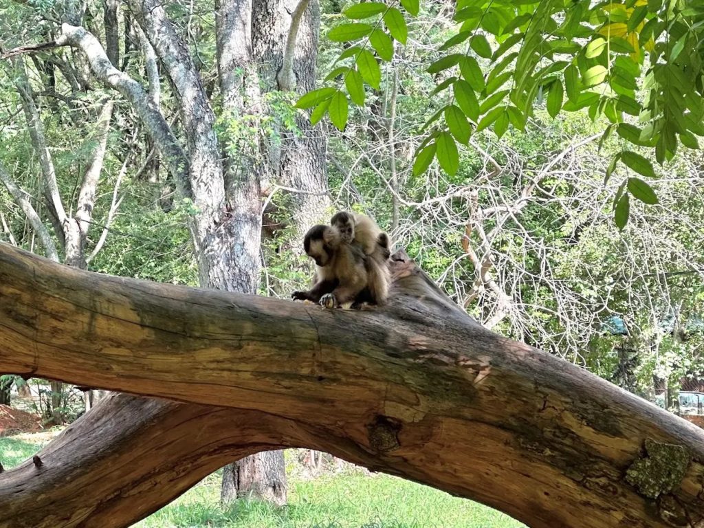 Descartan que monos del Jardín Botánico hayan protagonizado ataques en barrio San Rafael