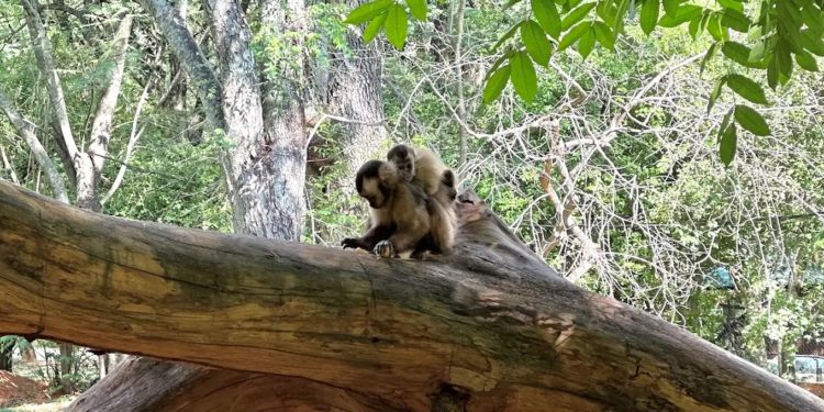 Descartan que monos del Jardín Botánico hayan protagonizado ataques en barrio San Rafael Descartan que monos del Jardín Botánico hayan protagonizado ataques en barrio San Rafael