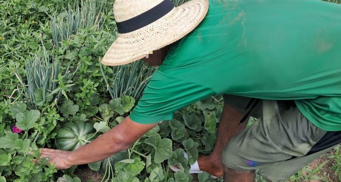 Adolescentes en Concepción inician el 2026 apostando a la reinserción agropecuaria Adolescentes en Concepción inician el 2026 apostando a la reinserción agropecuaria