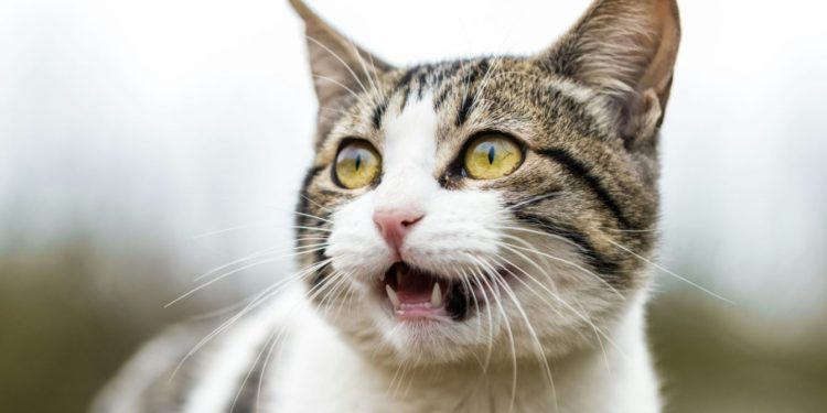 Cerraron una carnicería: ¡hacían morcillas y chorizos con carne de gato!