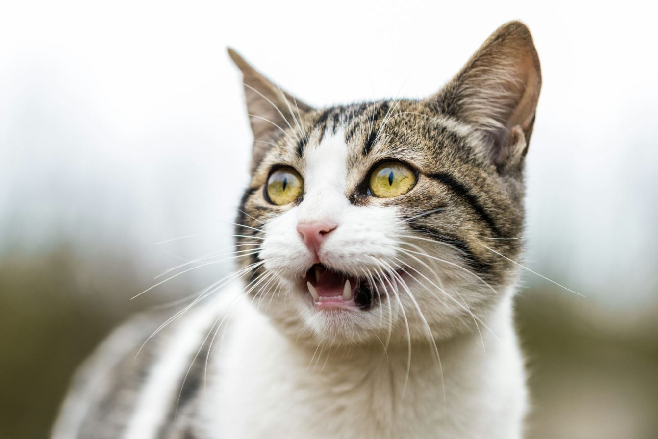 Cerraron una carnicería: ¡hacían morcillas y chorizos con carne de gato!