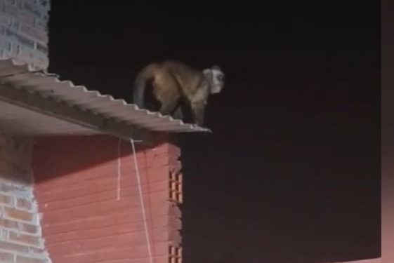 Mono atacó a un niño en Loma Pytã Mono atacó a un niño en Loma Pytã