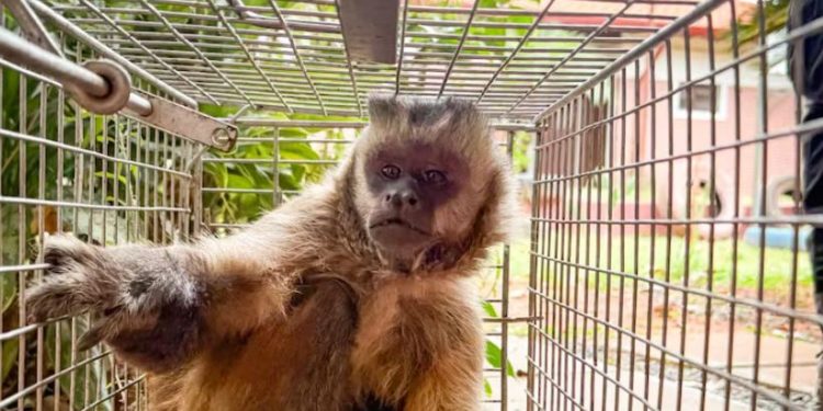 Atraparon al mono que tenía en zozobra a Loma Pytã