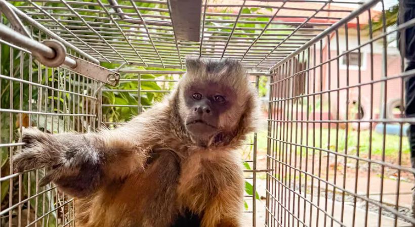 Atraparon al mono que tenía en zozobra a Loma Pytã