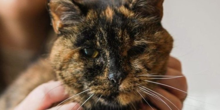 La gata viva más longeva del mundo extendió su récord: ¡30 años!
