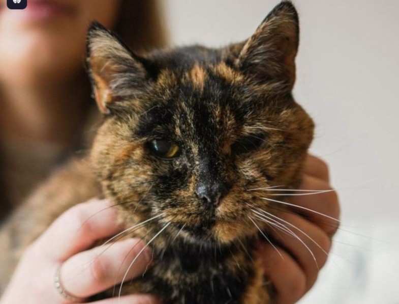 La gata viva más longeva del mundo extendió su récord: ¡30 años!